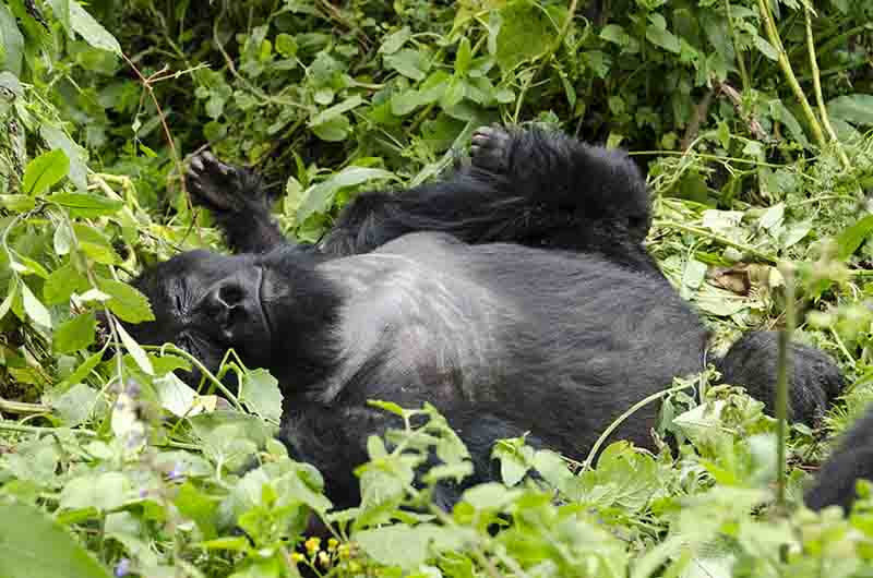 Gorila - selva de Virunga - parque nacional de los Volcanes - Ruanda 17.jpg